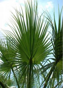 Saw Palmetto