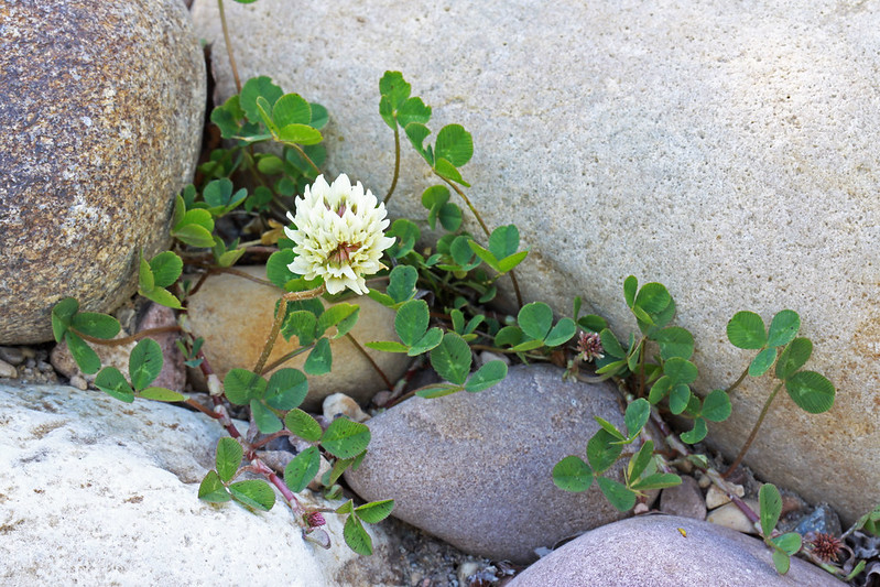 white-clover-trifolium-repens-herbal-medicine