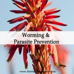 Herbal Medicine for Worming and Parasite Prevention